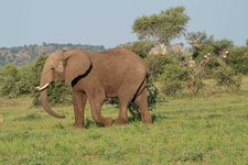 Botswana-Mashatu-Tuli Mountain Biking Safari